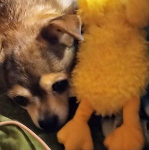 Meet your Posher, Diane